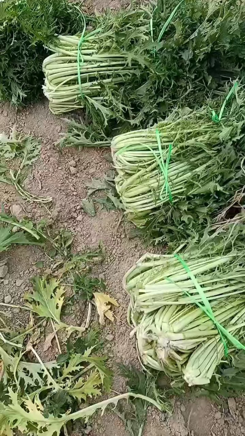雪里蕻基地，大量现货，梅干菜，腌菜老板抓紧了马上要起抬了
