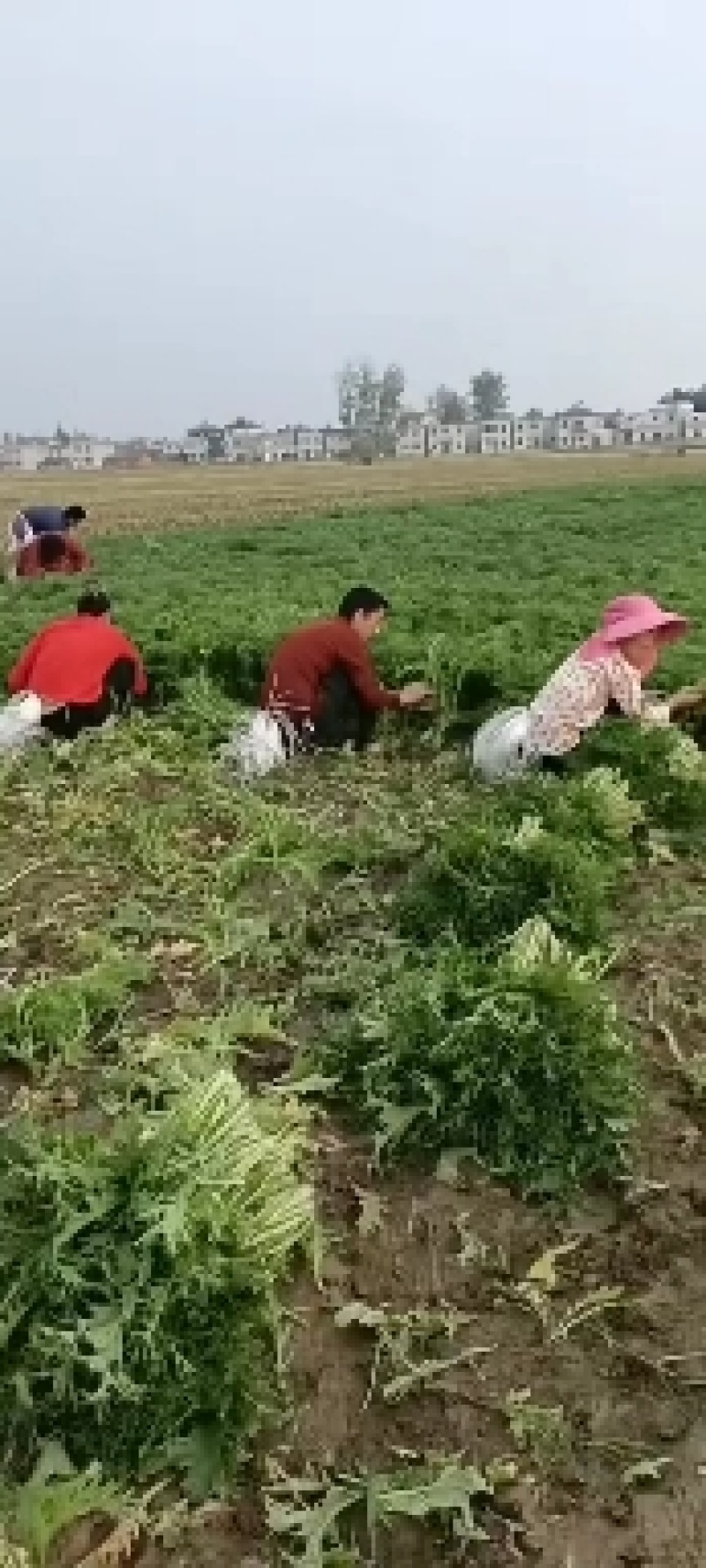 雪里蕻基地，大量现货，梅干菜，腌菜老板抓紧了马上要起抬了