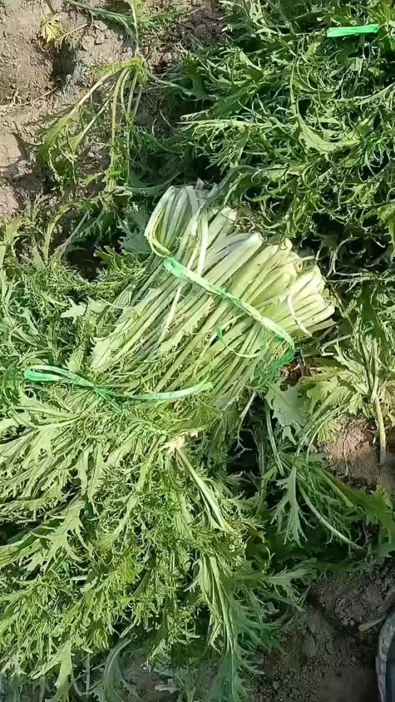 雪里蕻基地，大量现货，梅干菜，腌菜老板抓紧了马上要起抬了