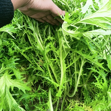 雪里蕻基地，大量现货，梅干菜，腌菜老板抓紧了马上要起抬了