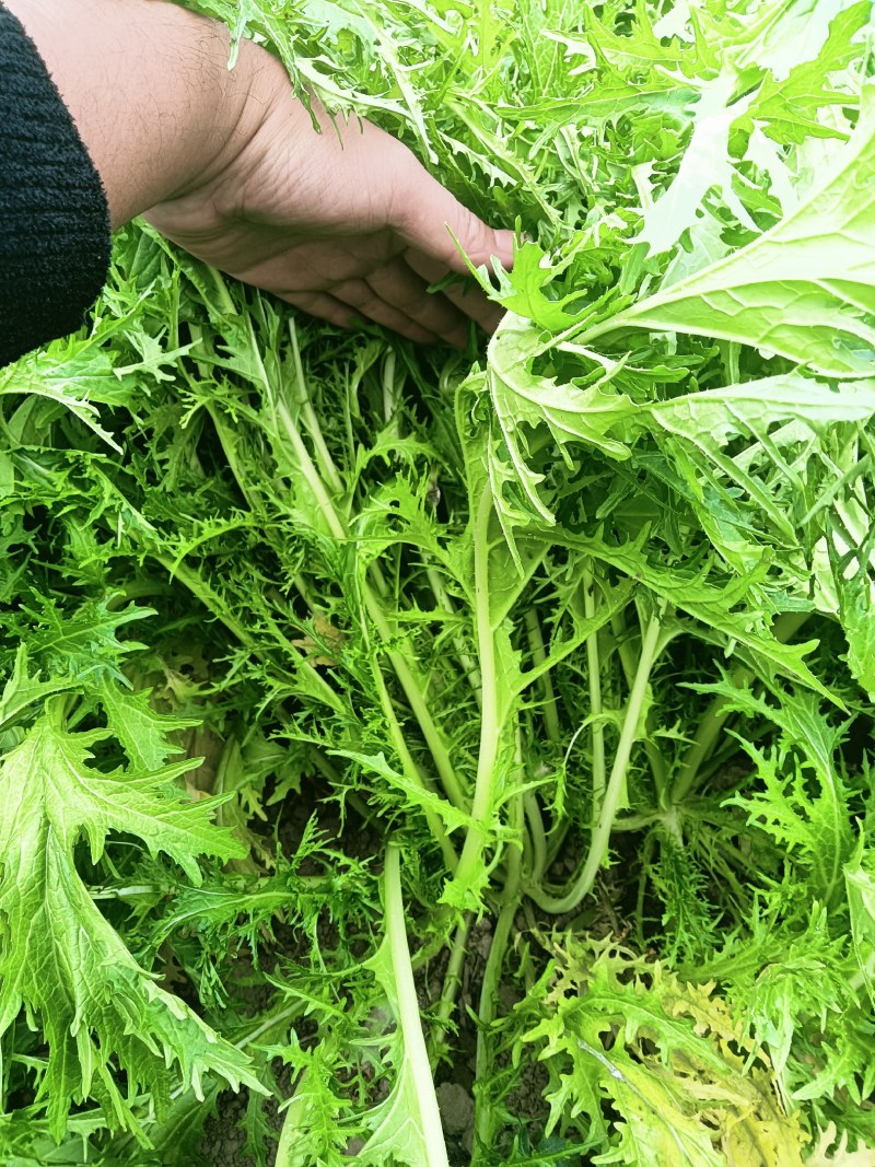 雪里蕻基地，大量现货，梅干菜，腌菜老板抓紧了马上要起抬了