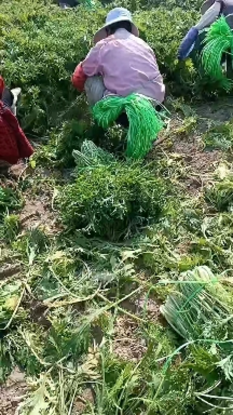 雪里蕻基地，大量现货，梅干菜，腌菜老板抓紧了马上要起抬了