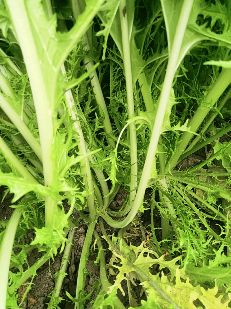 雪里蕻基地，大量现货，梅干菜，腌菜老板抓紧了马上要起抬了