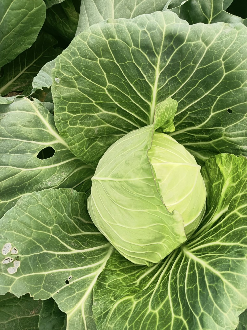 精品甘蓝圆包种植基地大量现货全国供应欢迎联系