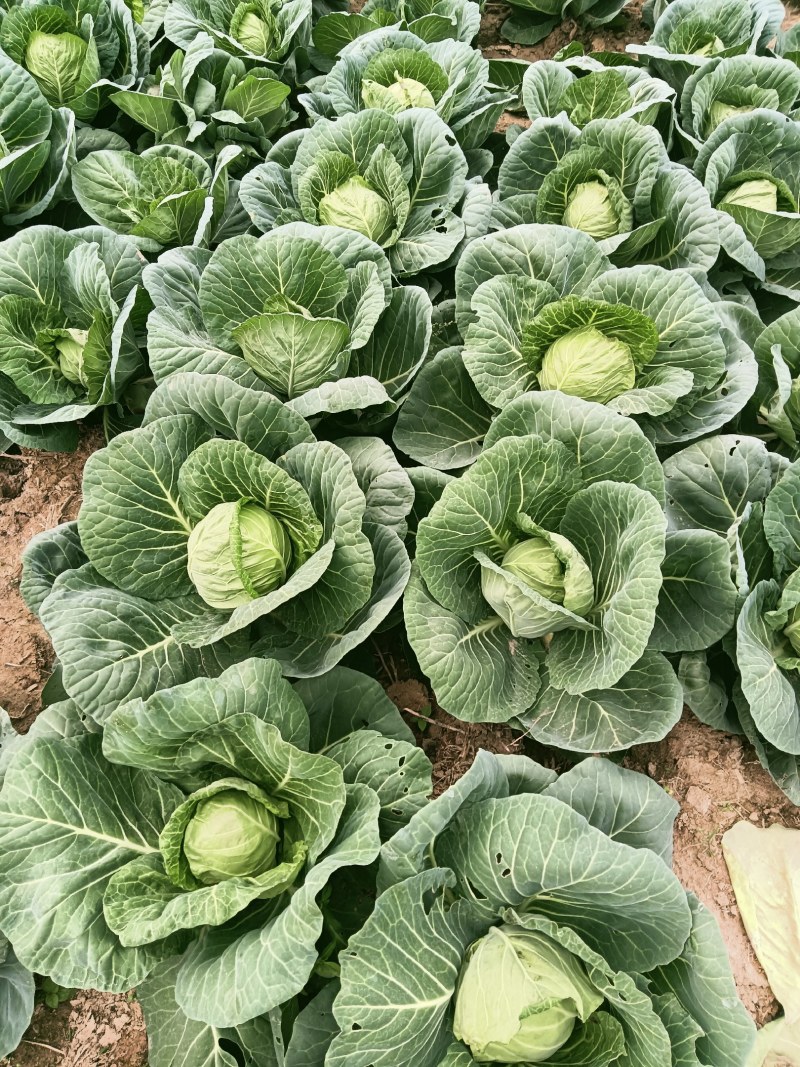 精品甘蓝圆包种植基地大量现货全国供应欢迎联系