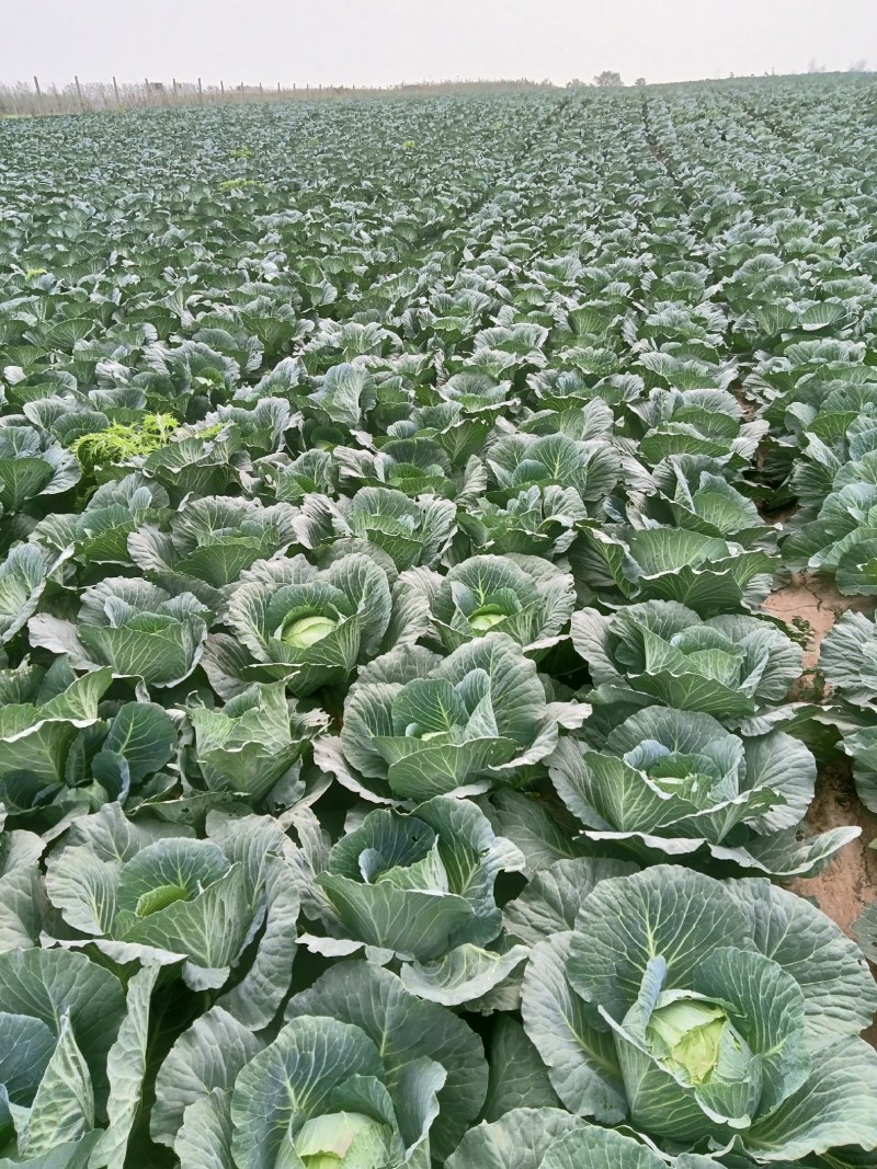 精品甘蓝圆包种植基地大量现货全国供应欢迎联系