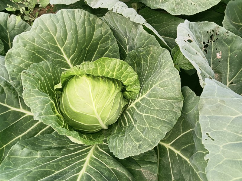 精品甘蓝圆包种植基地大量现货全国供应欢迎联系