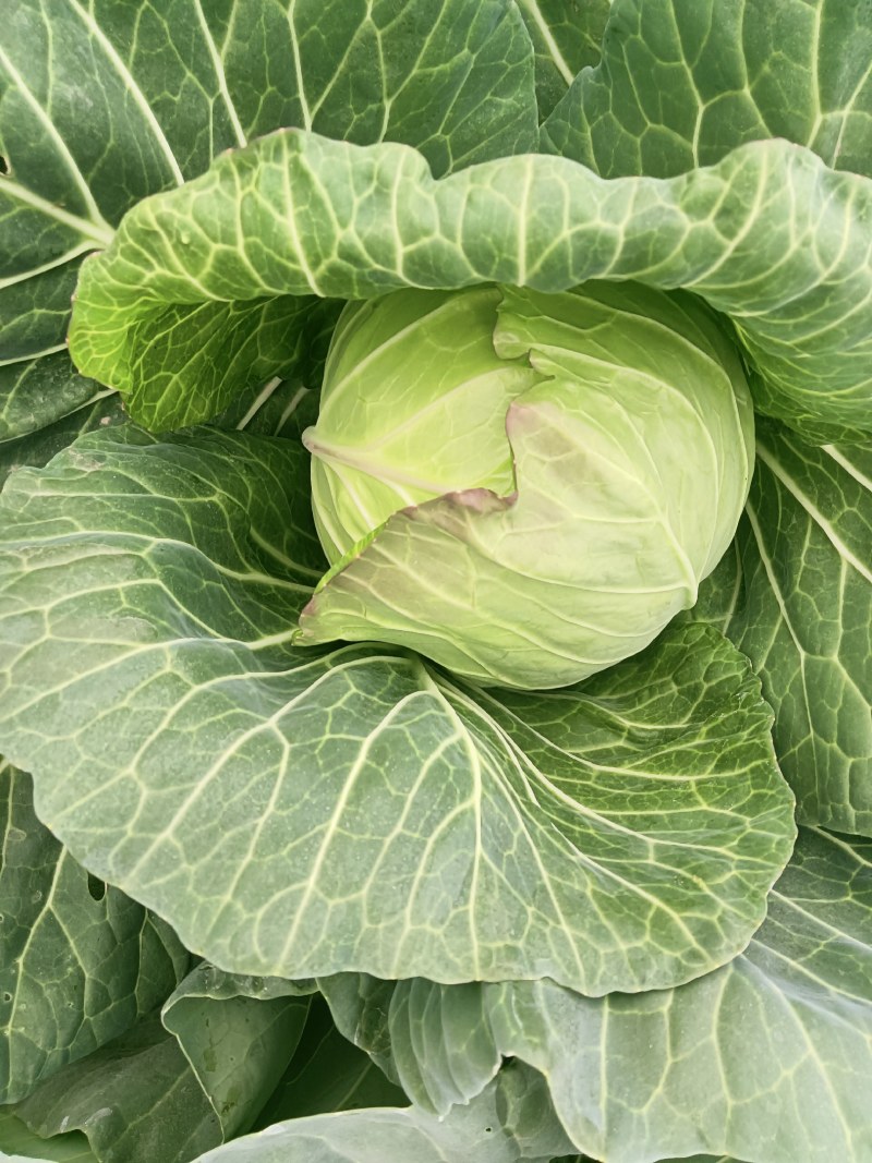 精品甘蓝圆包种植基地大量现货全国供应欢迎联系