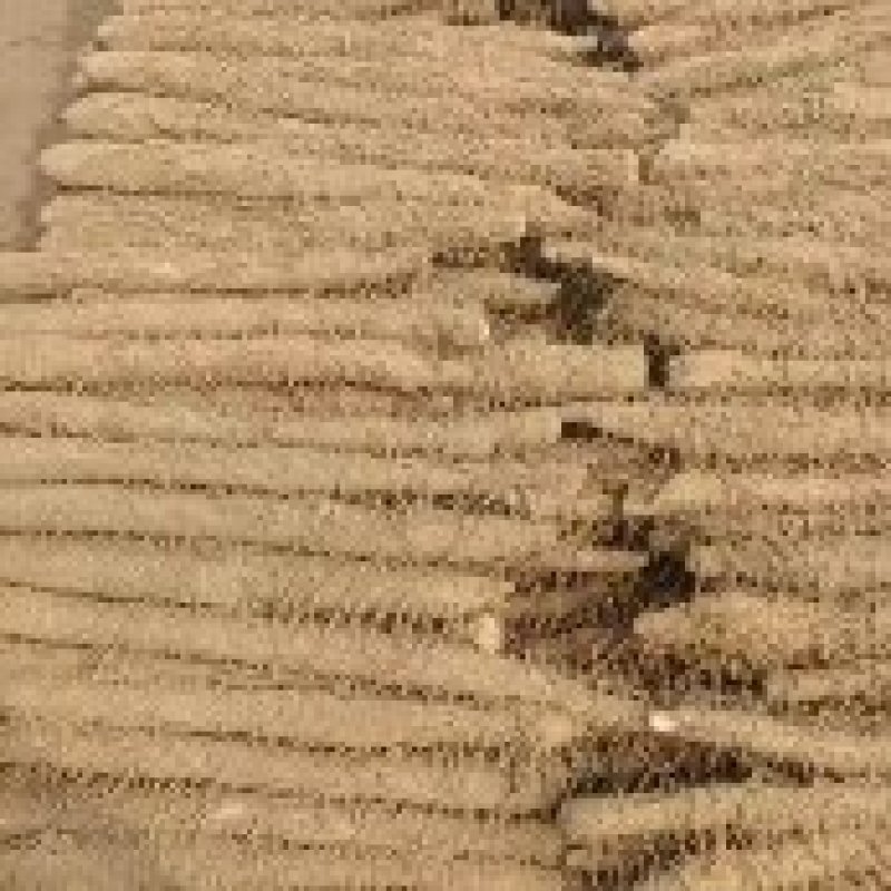 内黄山药基地棒药双棒紫药白皮铁棍大量上市中欢迎采购