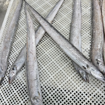 渤海湾刀鱼，5-6两，6-8两，现货