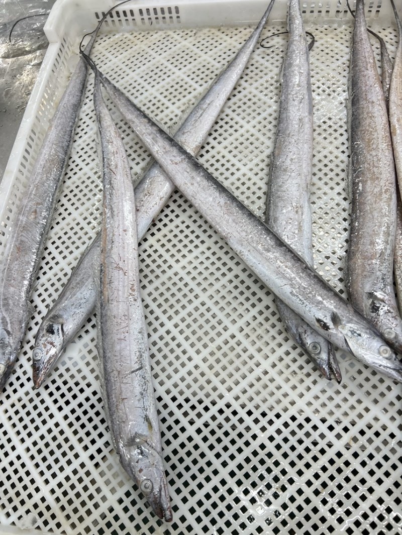 渤海湾刀鱼，5-6两，6-8两，现货
