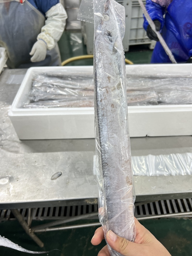 渤海湾刀鱼，5-6两，6-8两，现货
