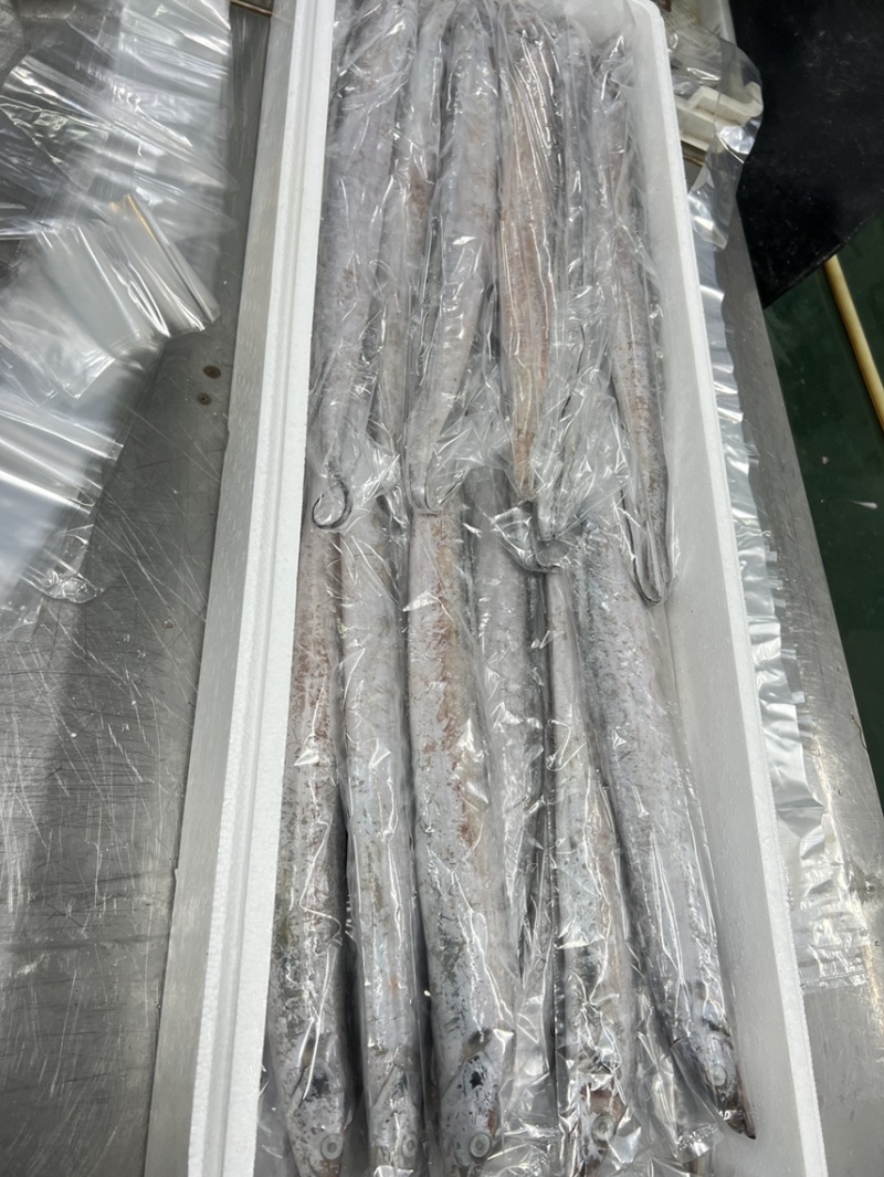 渤海湾刀鱼，5-6两，6-8两，现货