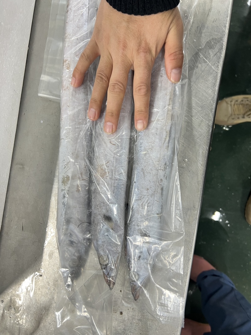 渤海湾刀鱼，5-6两，6-8两，现货