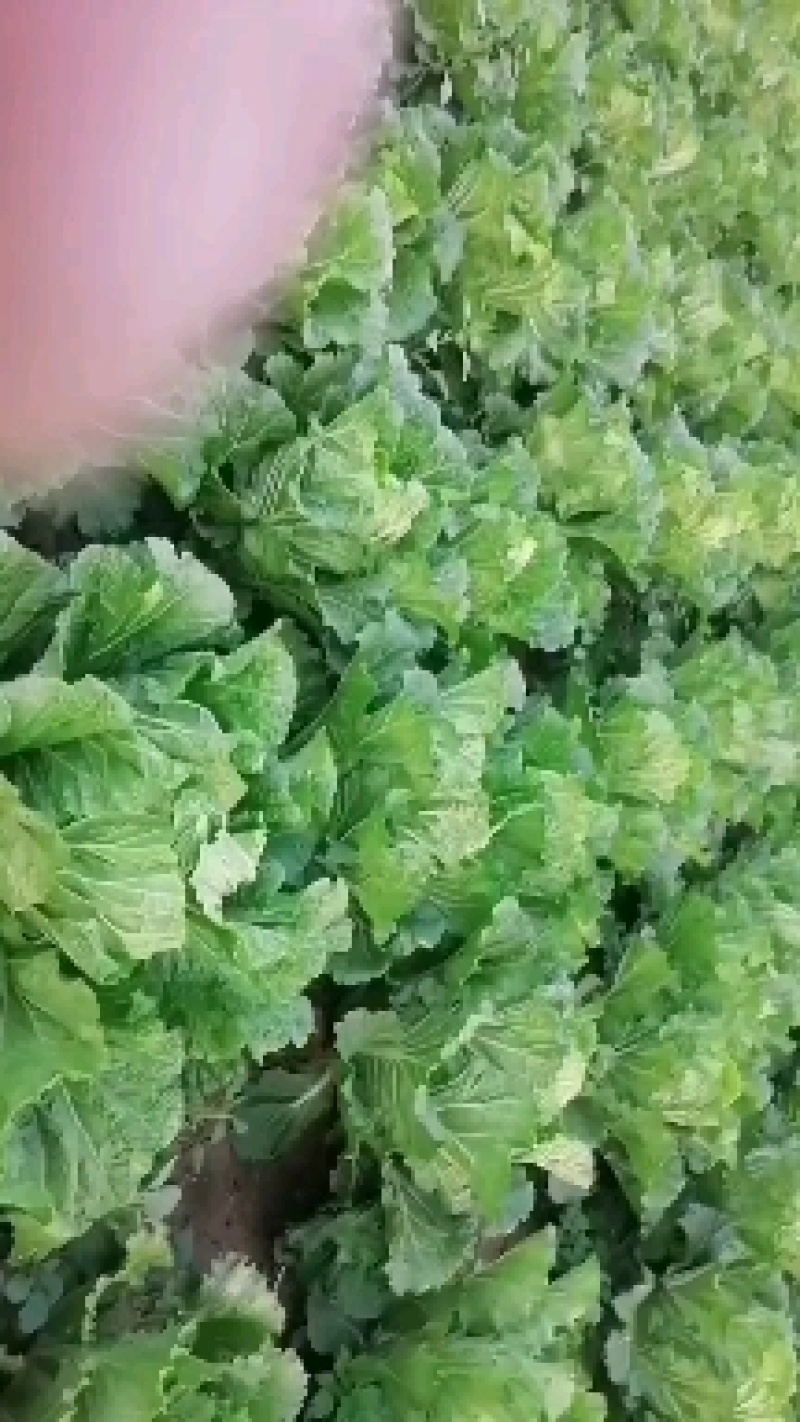 青杂三号白菜，秋晓白菜产地直发价格美丽欢迎来电
