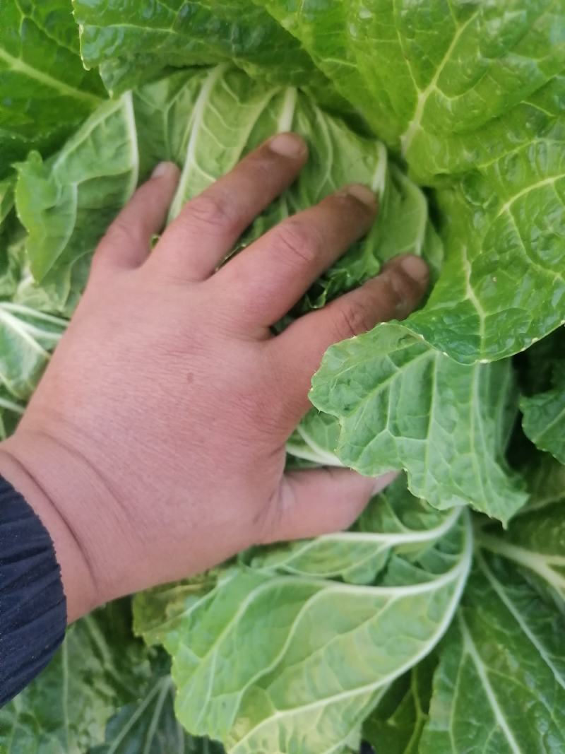 青杂三号白菜，秋晓白菜产地直发价格美丽欢迎来电