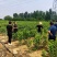 大樱桃树家族的领导者雷尼樱桃苗，主栽建园授粉树都可以