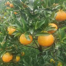 椪柑，四川椪柑，资中柑橘，产地一手货源，质量保证欢迎来电