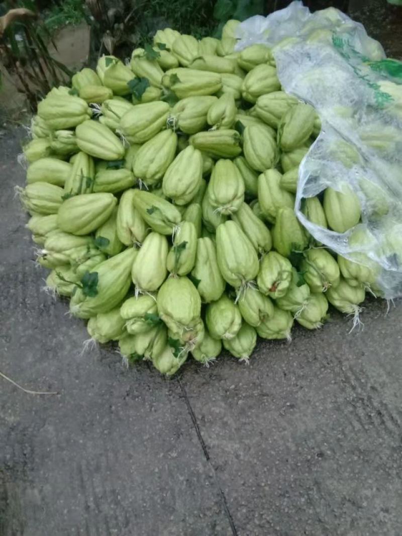 贵州佛手瓜苗洋瓜苗