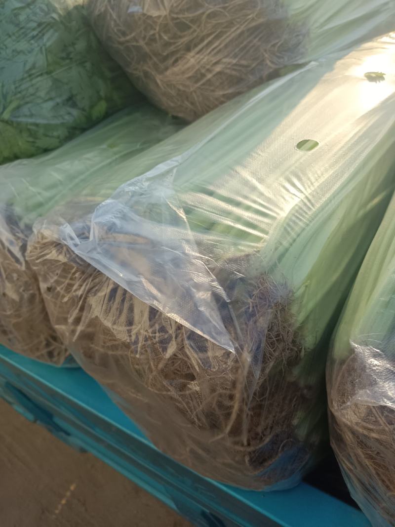 【芹菜】特级小香芹江苏淮安基地直供代发全国市场来电优惠