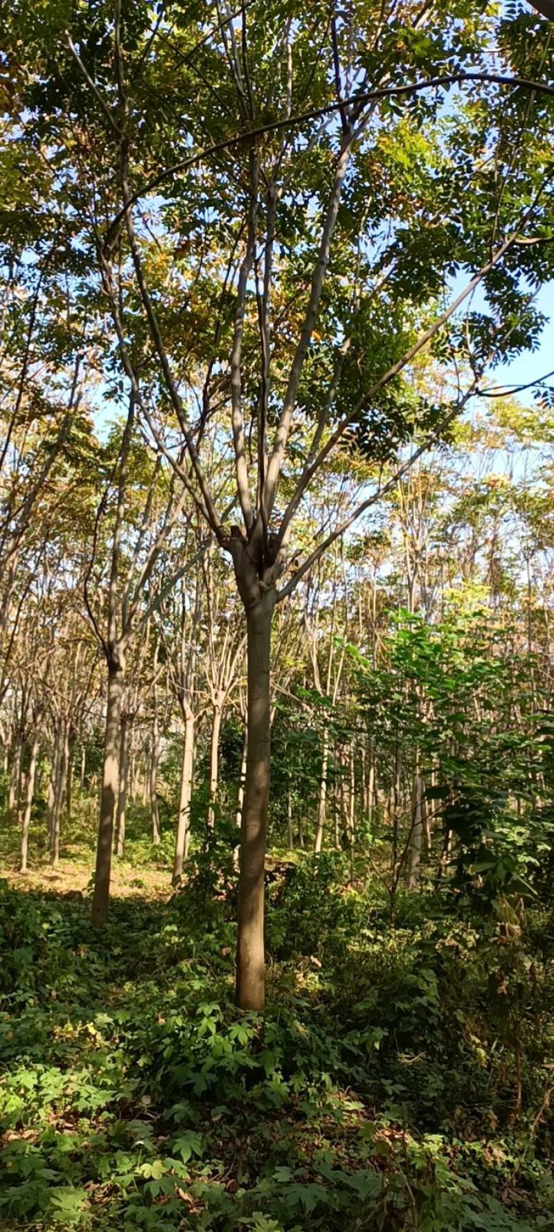 【栾树】南栾树诚信经营，产地出售欢迎客商来电咨询
