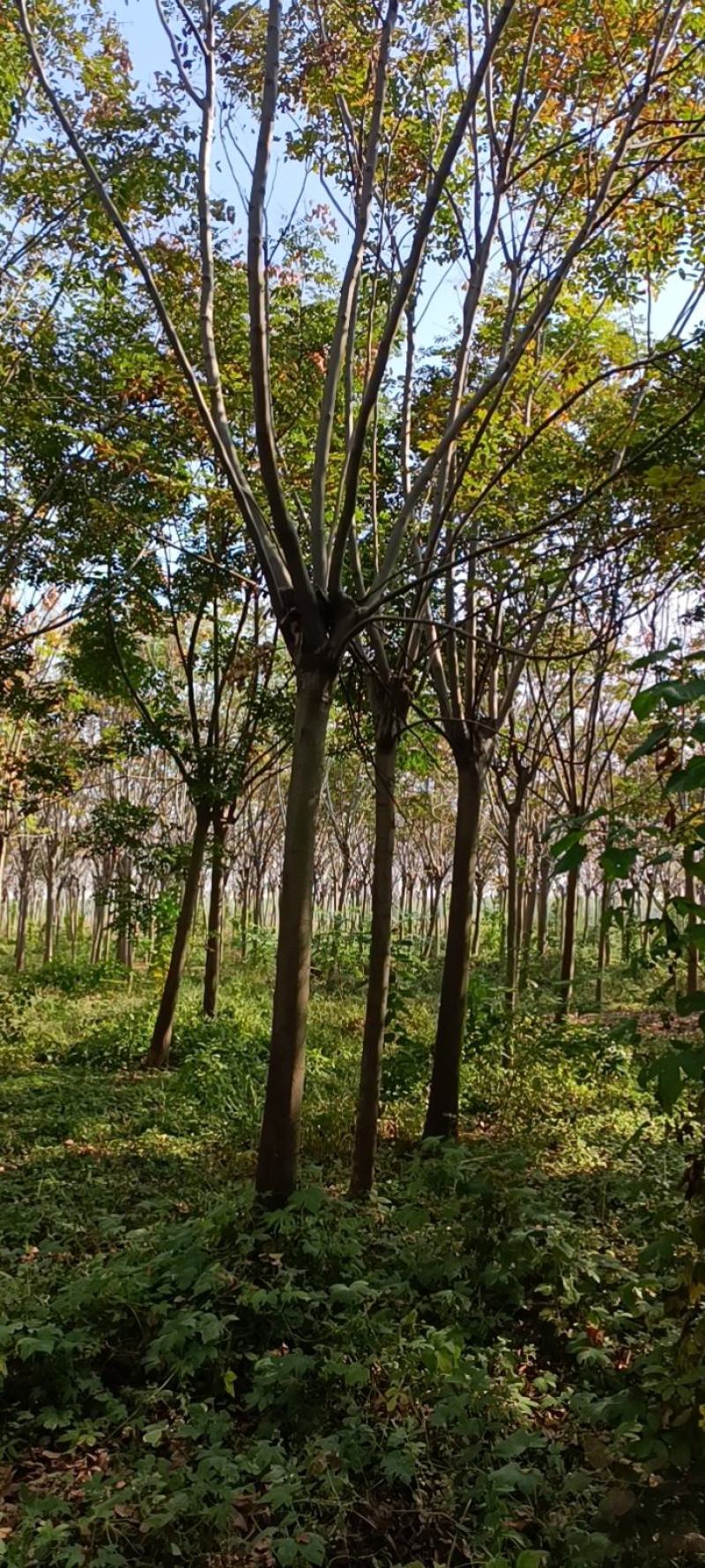 【栾树】南栾树诚信经营，产地出售欢迎客商来电咨询