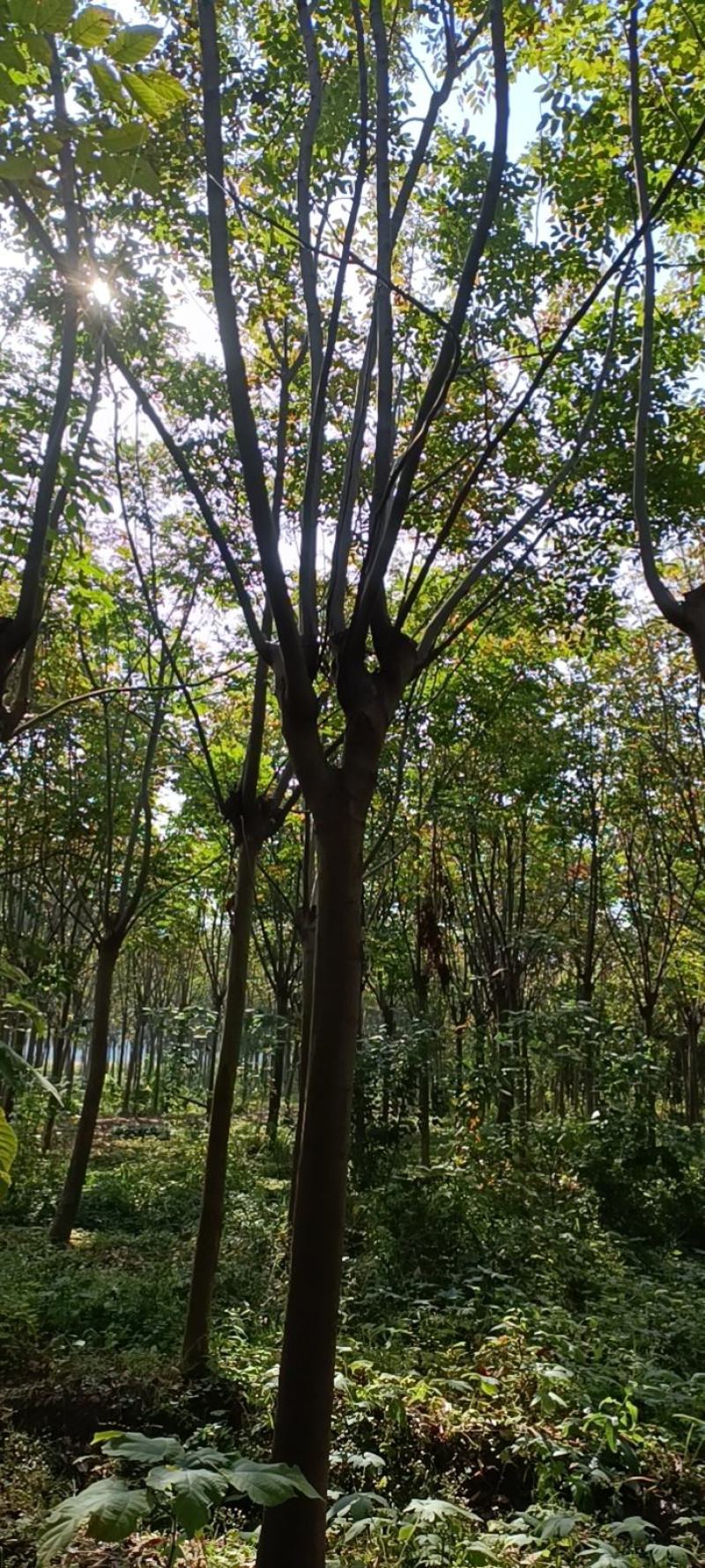 【栾树】南栾树诚信经营，产地出售欢迎客商来电咨询