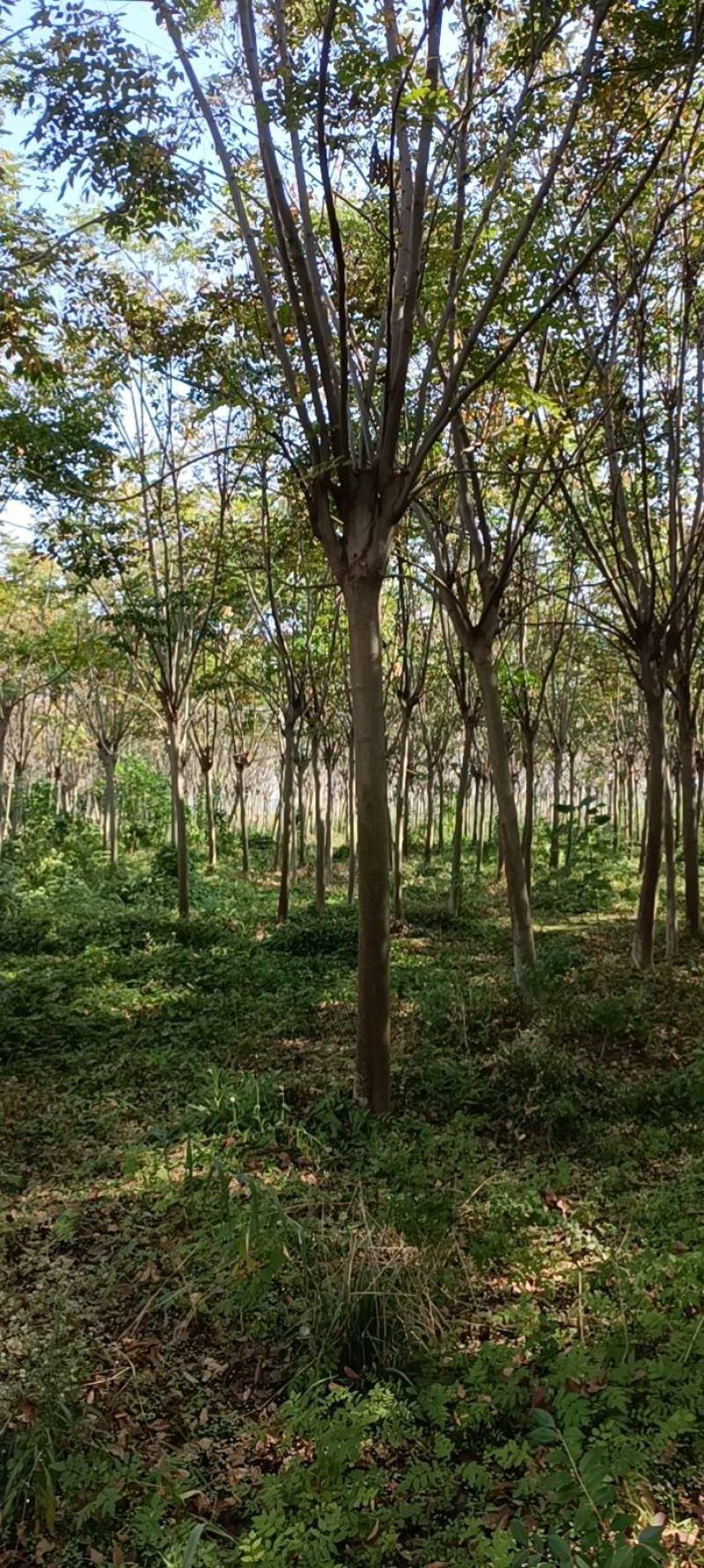 【栾树】南栾树诚信经营，产地出售欢迎客商来电咨询