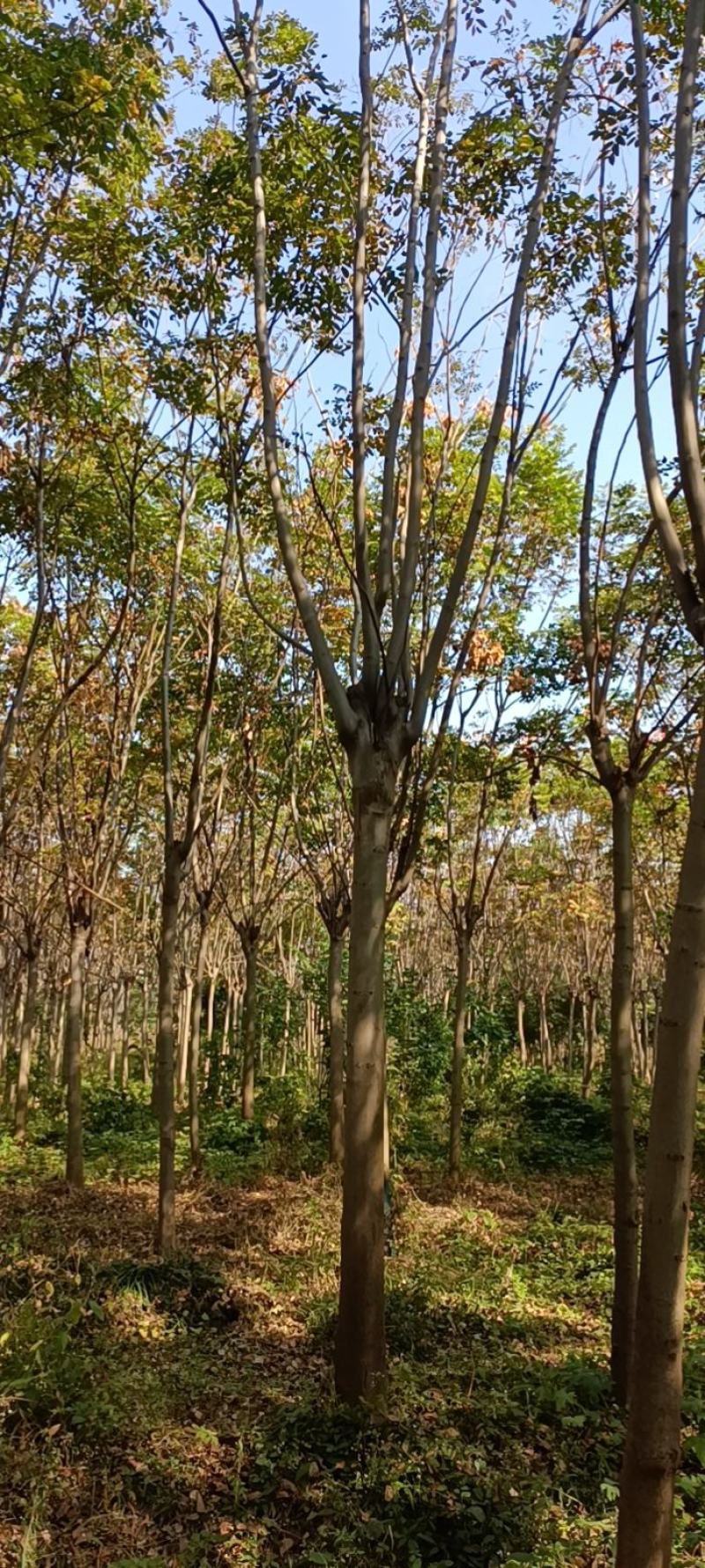 【栾树】南栾树诚信经营，产地出售欢迎客商来电咨询