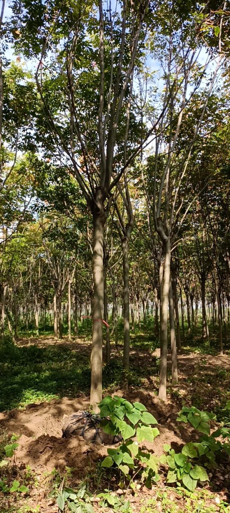 【栾树】南栾树诚信经营，产地出售欢迎客商来电咨询