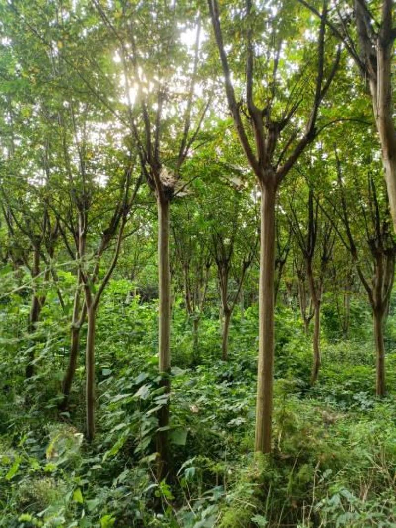【栾树】南栾树诚信经营，产地出售欢迎客商来电咨询
