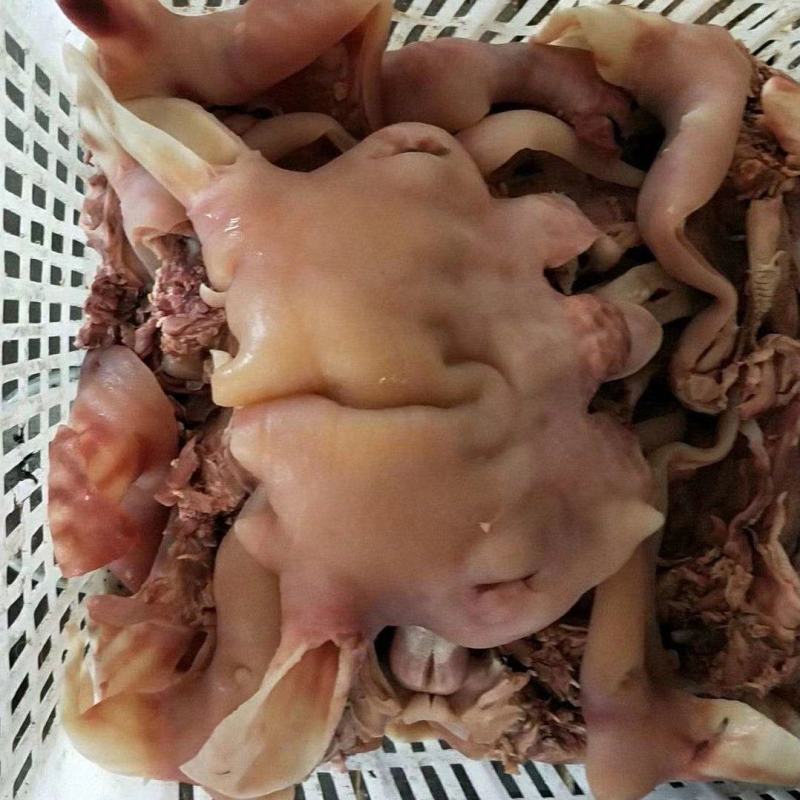 全熟去骨大白头