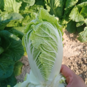 小白菜，大白菜娃娃菜