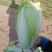 小白菜，大白菜娃娃菜