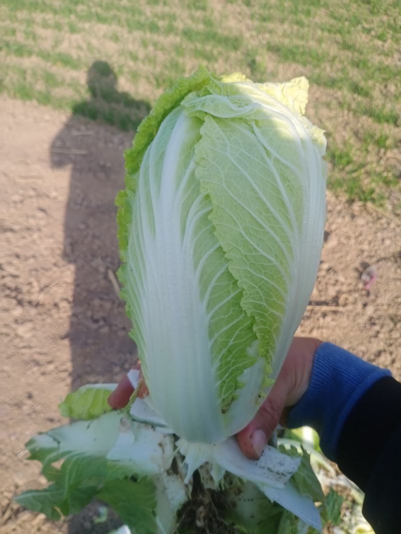 小白菜，大白菜娃娃菜