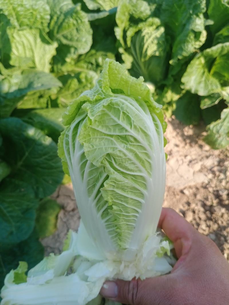 小白菜，大白菜娃娃菜