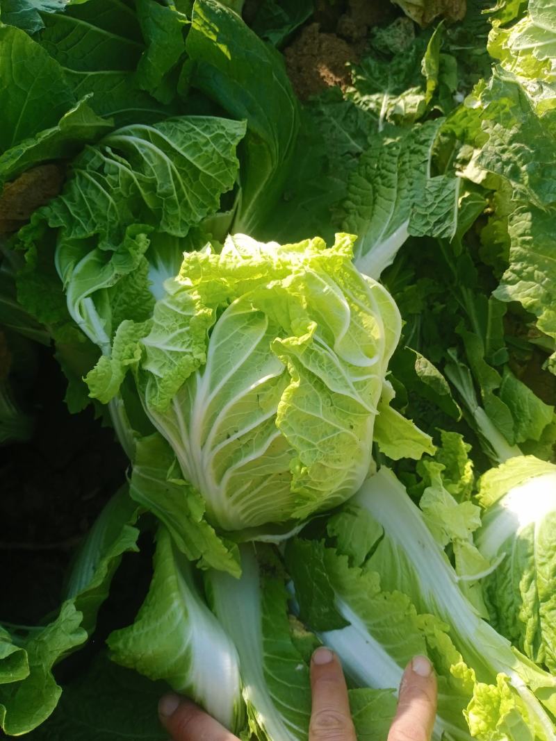 小白菜，大白菜娃娃菜