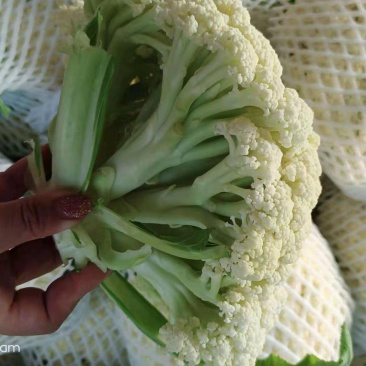 精品白面青梗有机花菜大量上市，望各位新老客户联系