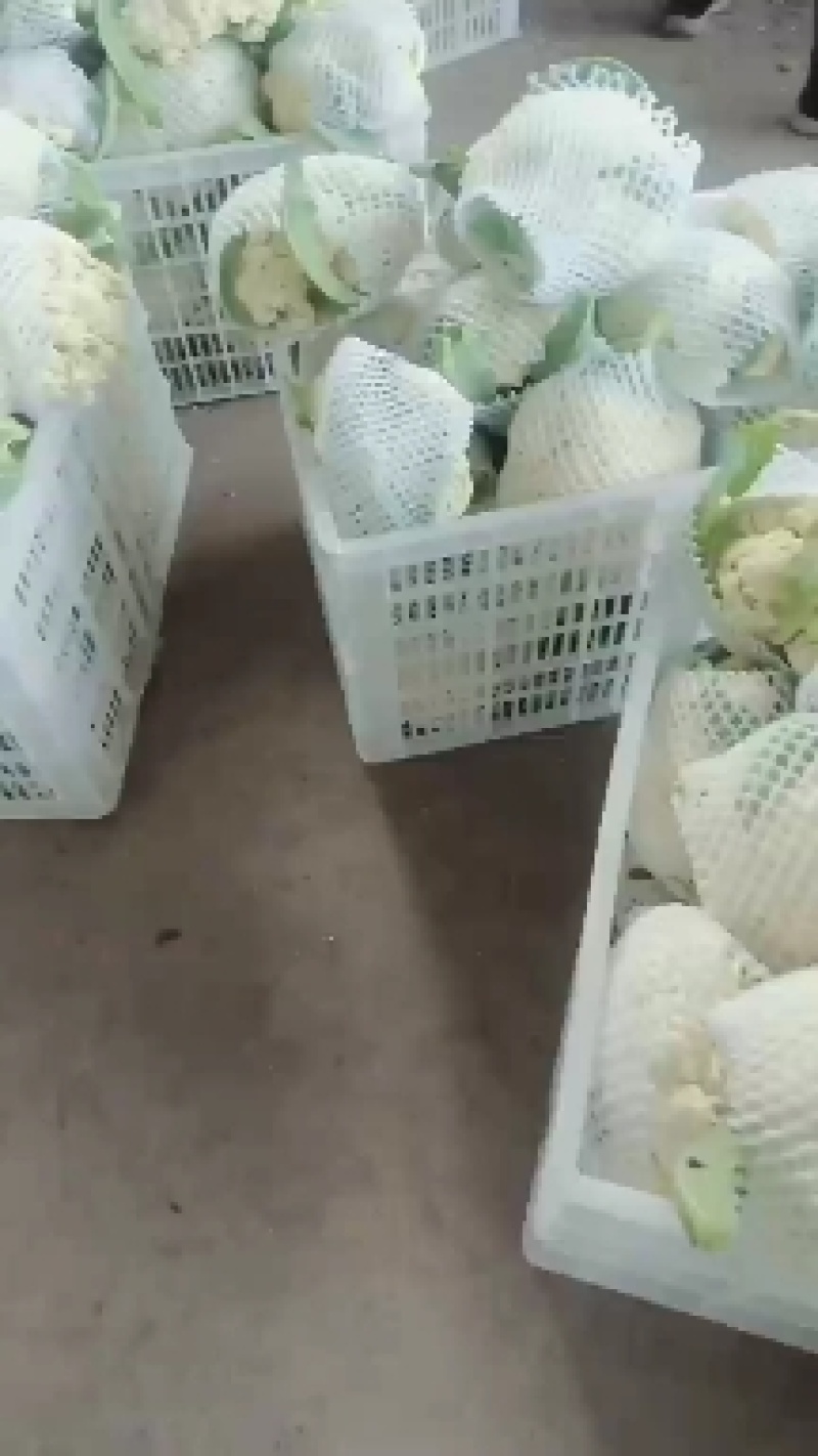 精品白面青梗有机花菜大量上市，望各位新老客户联系