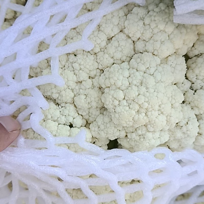 精品白面青梗有机花菜大量上市，望各位新老客户联系