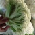 精品白面青梗有机花菜大量上市，望各位新老客户联系