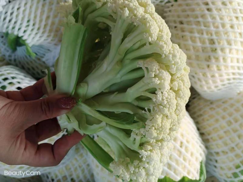 精品白面青梗有机花菜大量上市，望各位新老客户联系