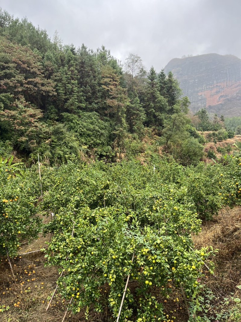 广东高州皇帝柑．大量上市．开采．口感很好．甜度12+