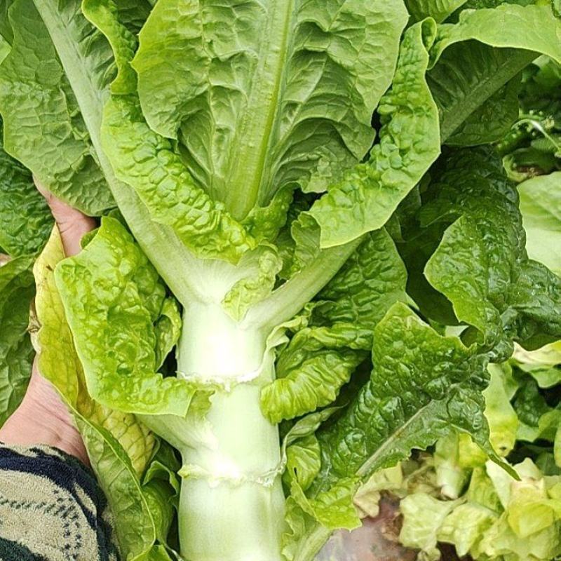 青皮青肉