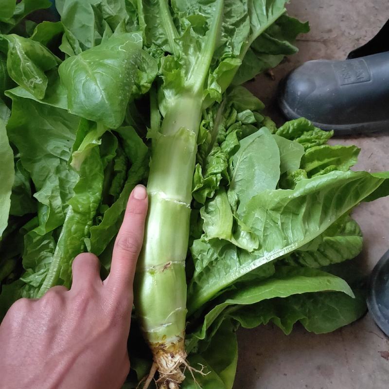 青皮青肉