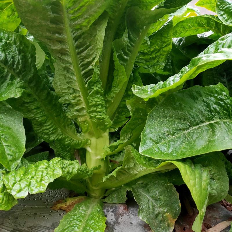 青皮青肉
