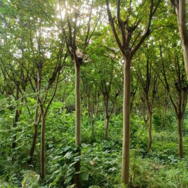 【牛商商家】紫薇基地发货，量大从优，欢迎客商来选购