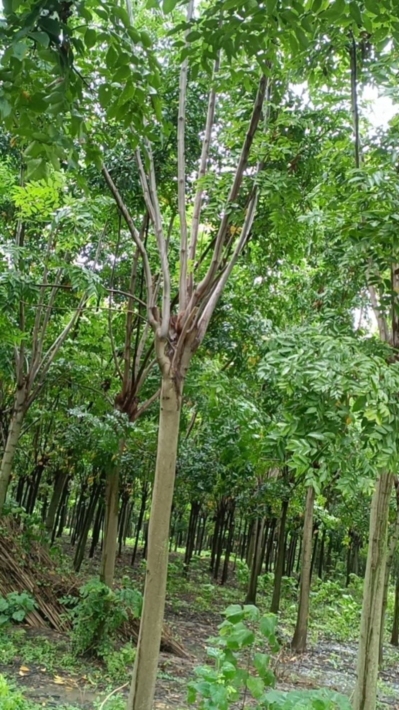 【牛商商家】紫薇基地发货，量大从优，欢迎客商来选购