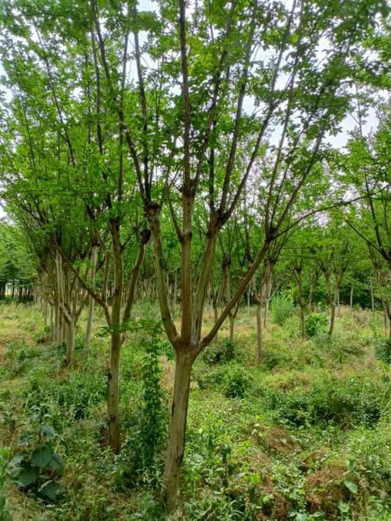 【牛商商家】紫薇基地发货，量大从优，欢迎客商来选购