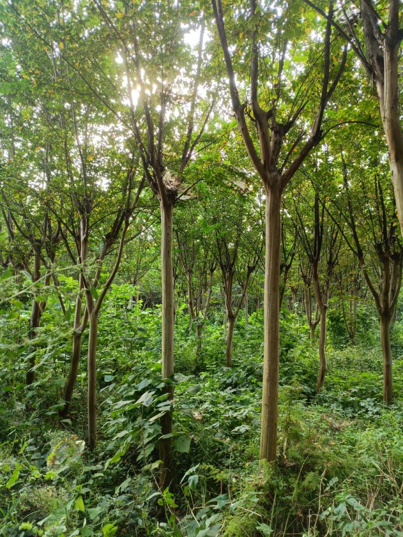 【牛商商家】紫薇基地发货，量大从优，欢迎客商来选购